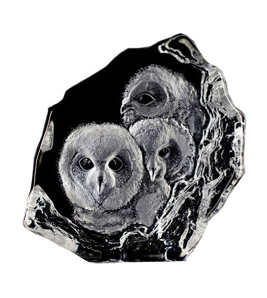 MJ33537 - Owlets