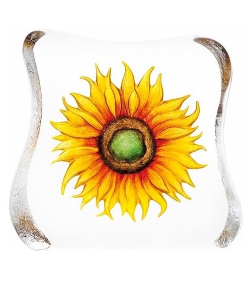 MJ33885 - Sunflower