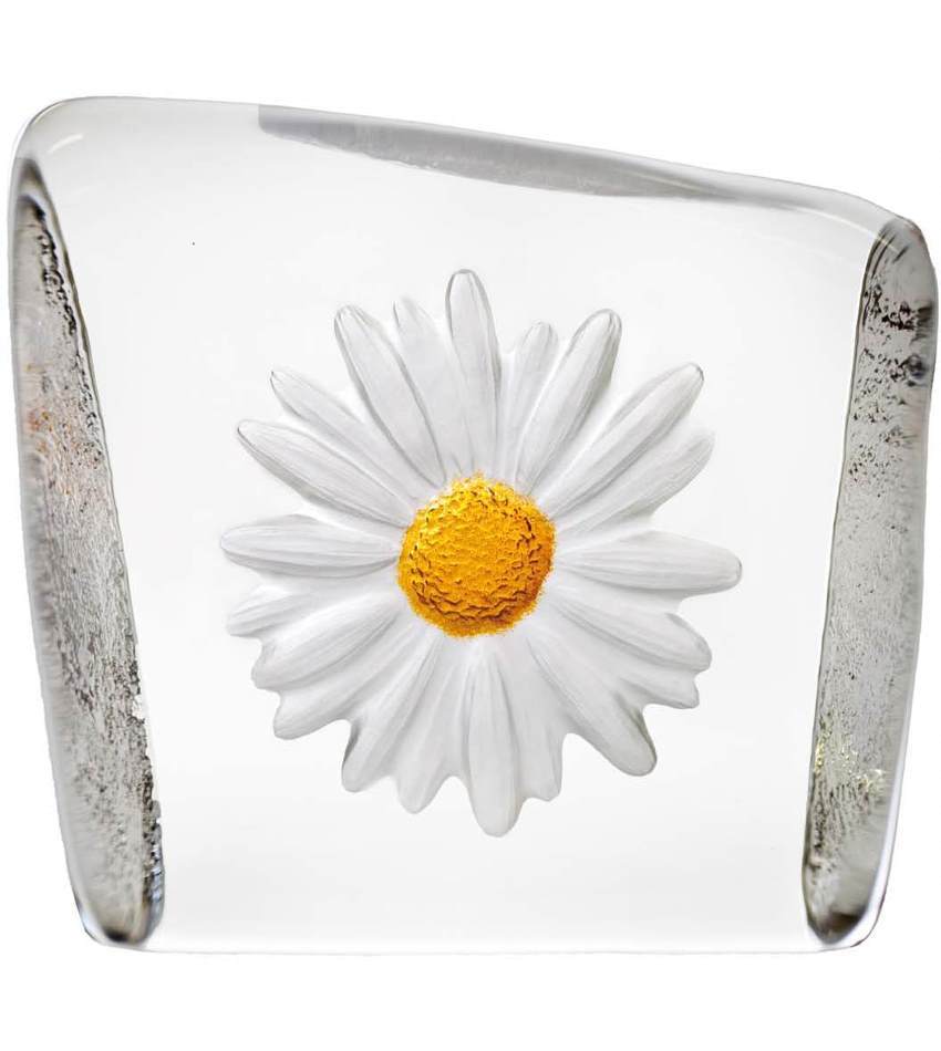 MJ33870 - Daisy