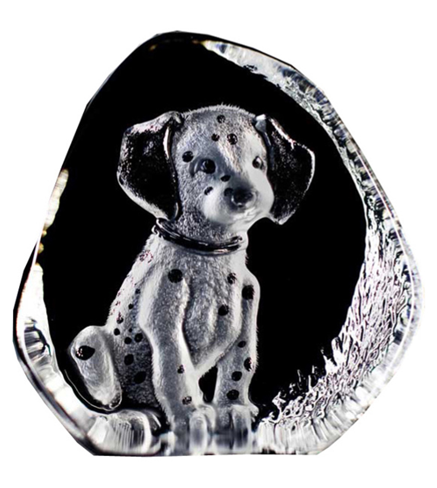 MJ33694 - Dalmatian Pup