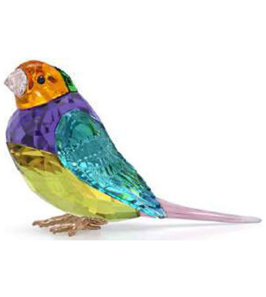 S5689266 - 2024 SCS Gouldian Finch, small
